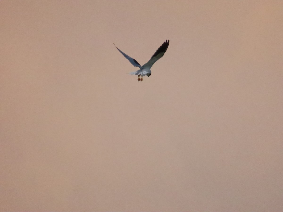 Black-winged Kite - ML642806670