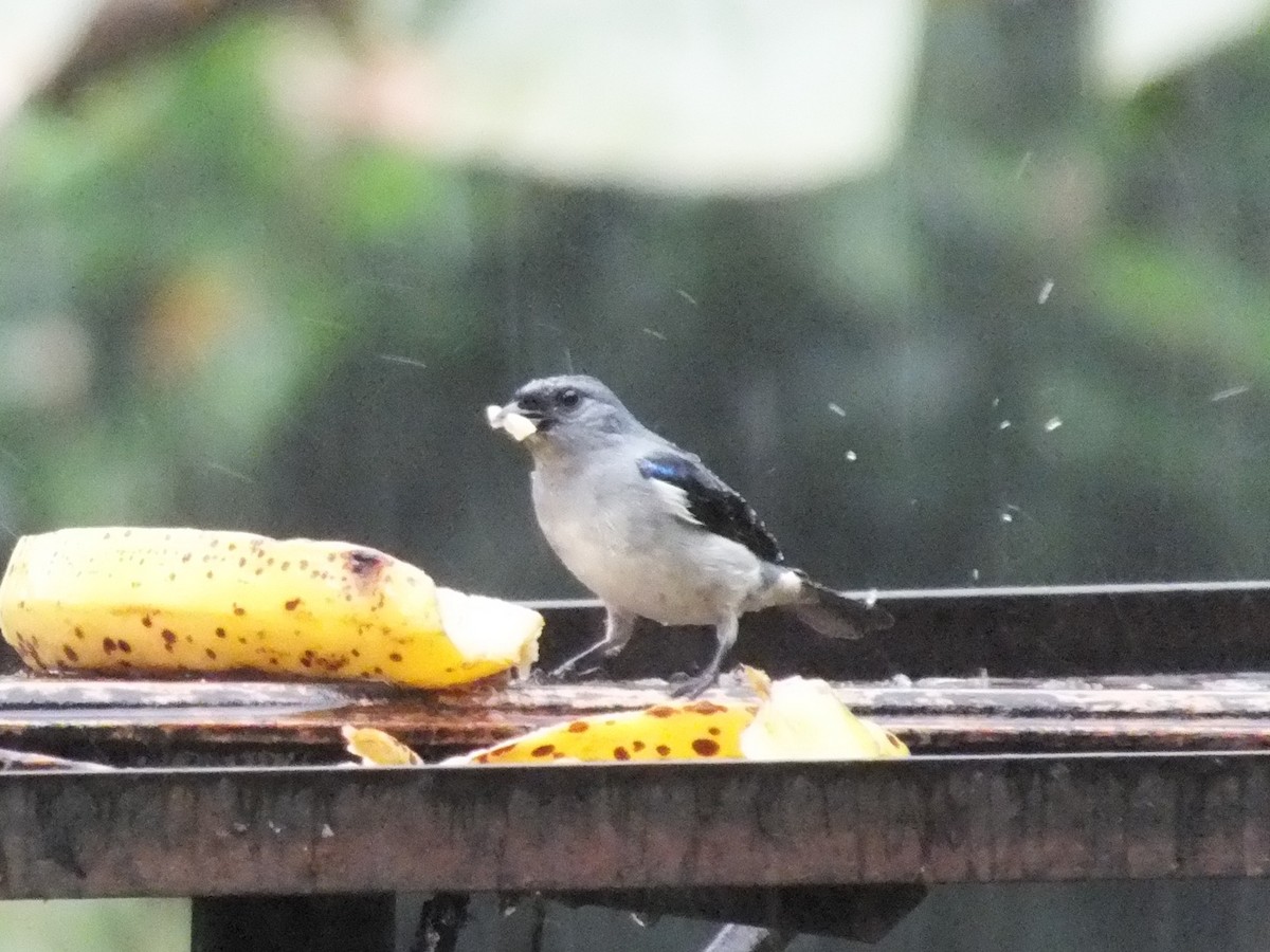 Plain-colored Tanager - ML642806672
