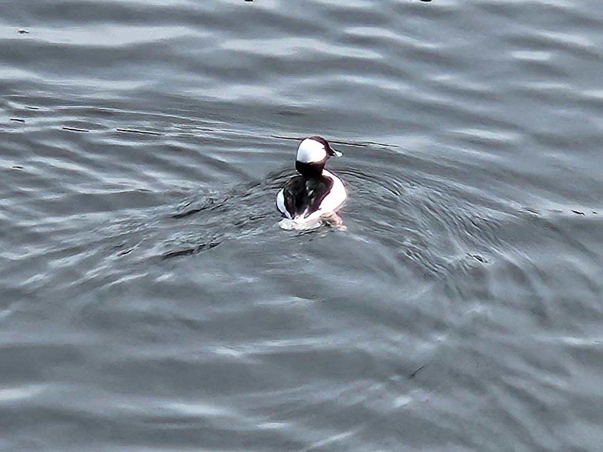 Bufflehead - ML642806691