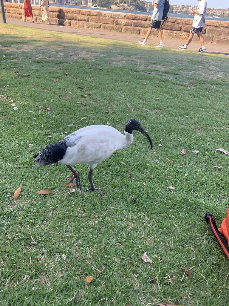Australian Ibis - ML642806709