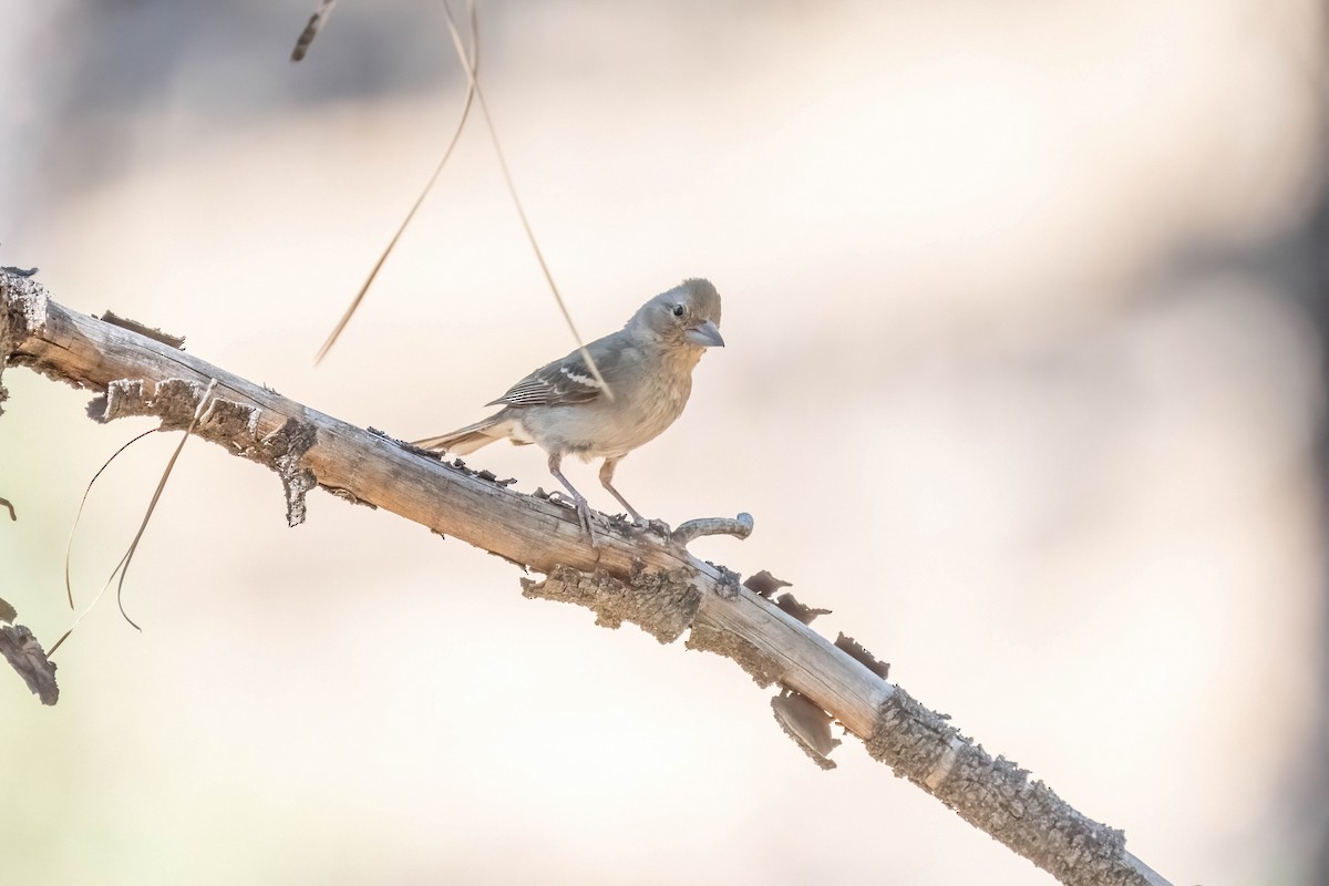 Gran-Canaria-Fink - ML642806721