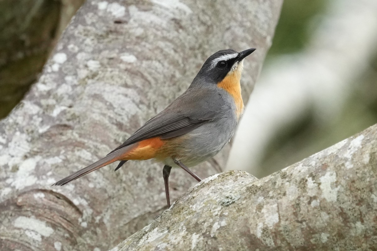Cape Robin-Chat - ML642806738