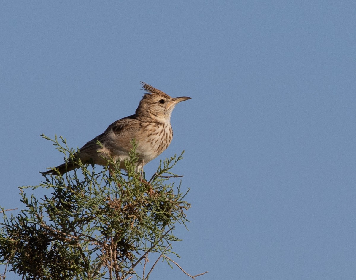 Tepeli Toygar (macrorhyncha/randonii) - ML642806740