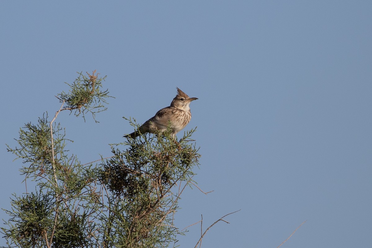 Tepeli Toygar (macrorhyncha/randonii) - ML642806742