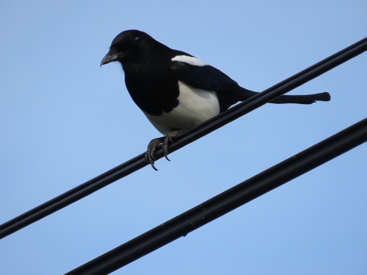 Oriental Magpie - ML642806757