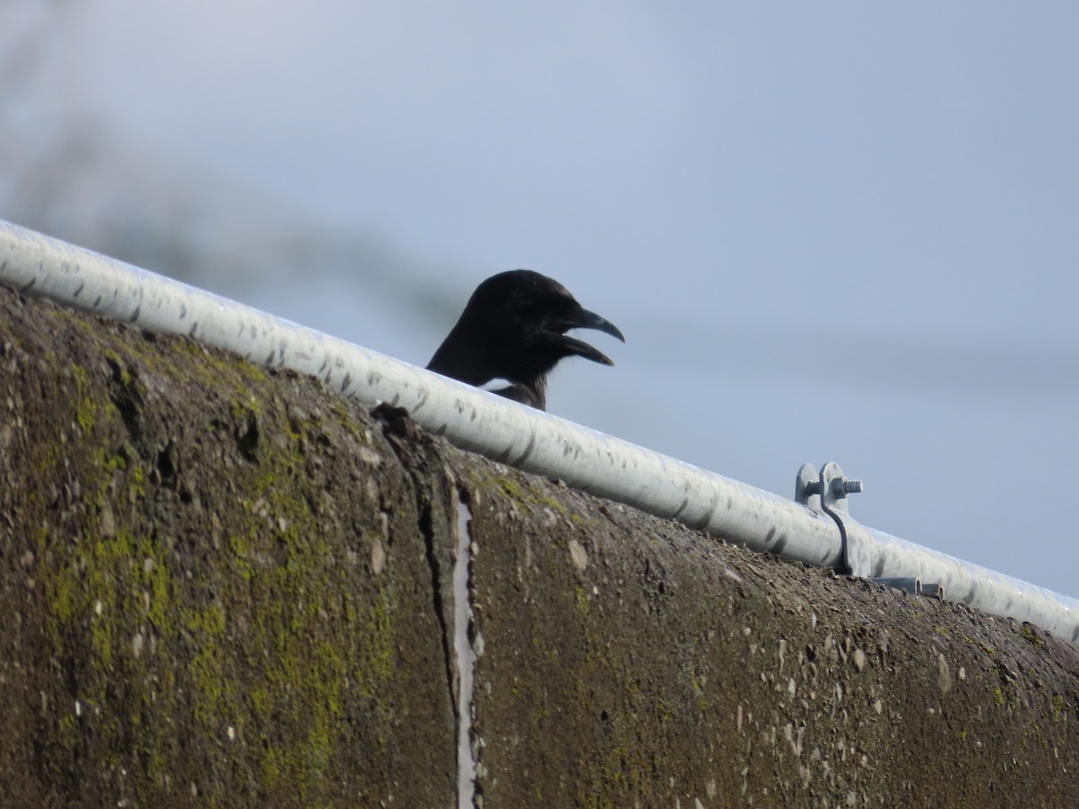 Oriental Magpie - ML642806758