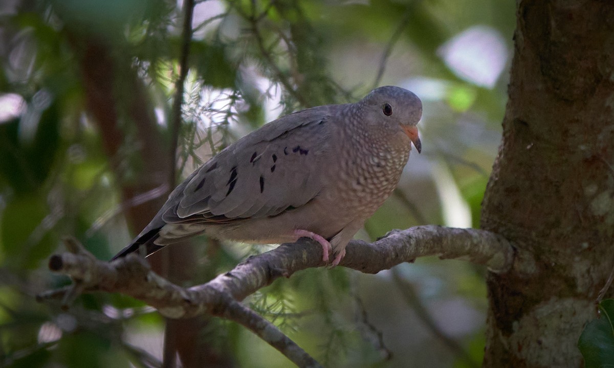 Common Ground Dove - ML642806759