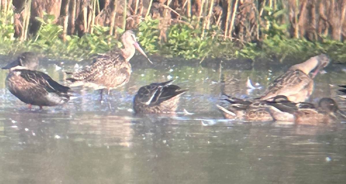 Marbled Godwit - ML642806771