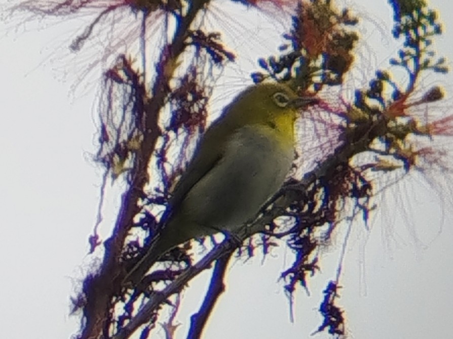 Warbling White-eye - ML642806772