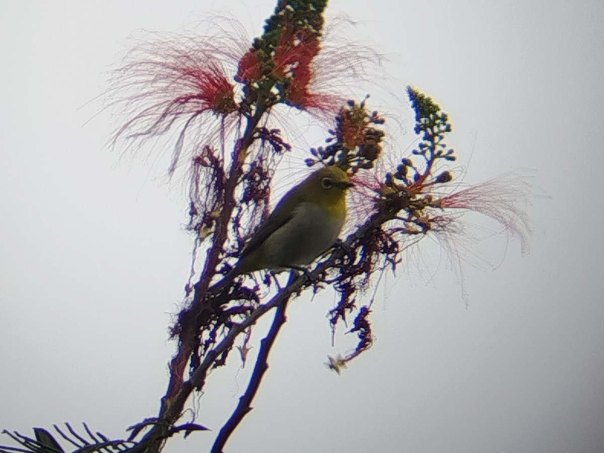 Warbling White-eye - ML642806773