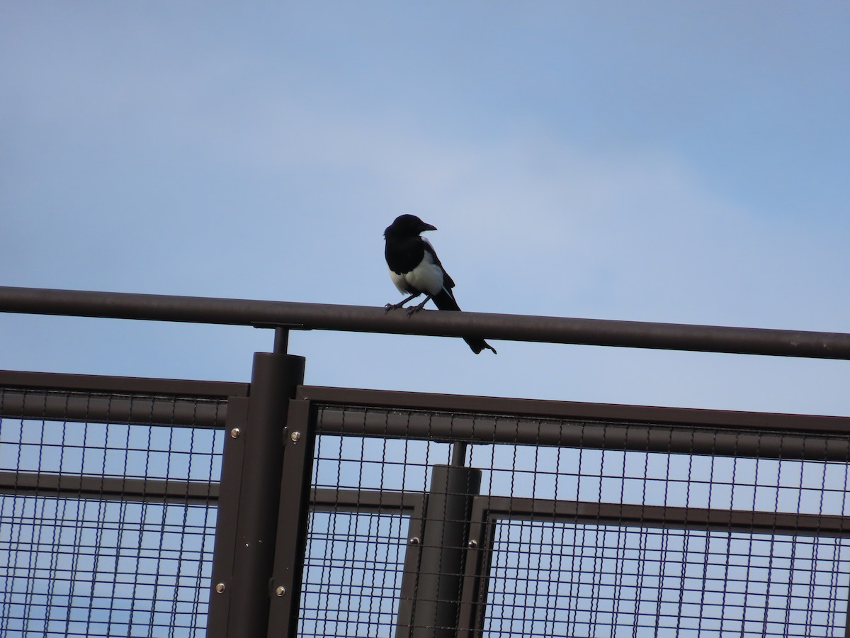 Oriental Magpie - ML642806774