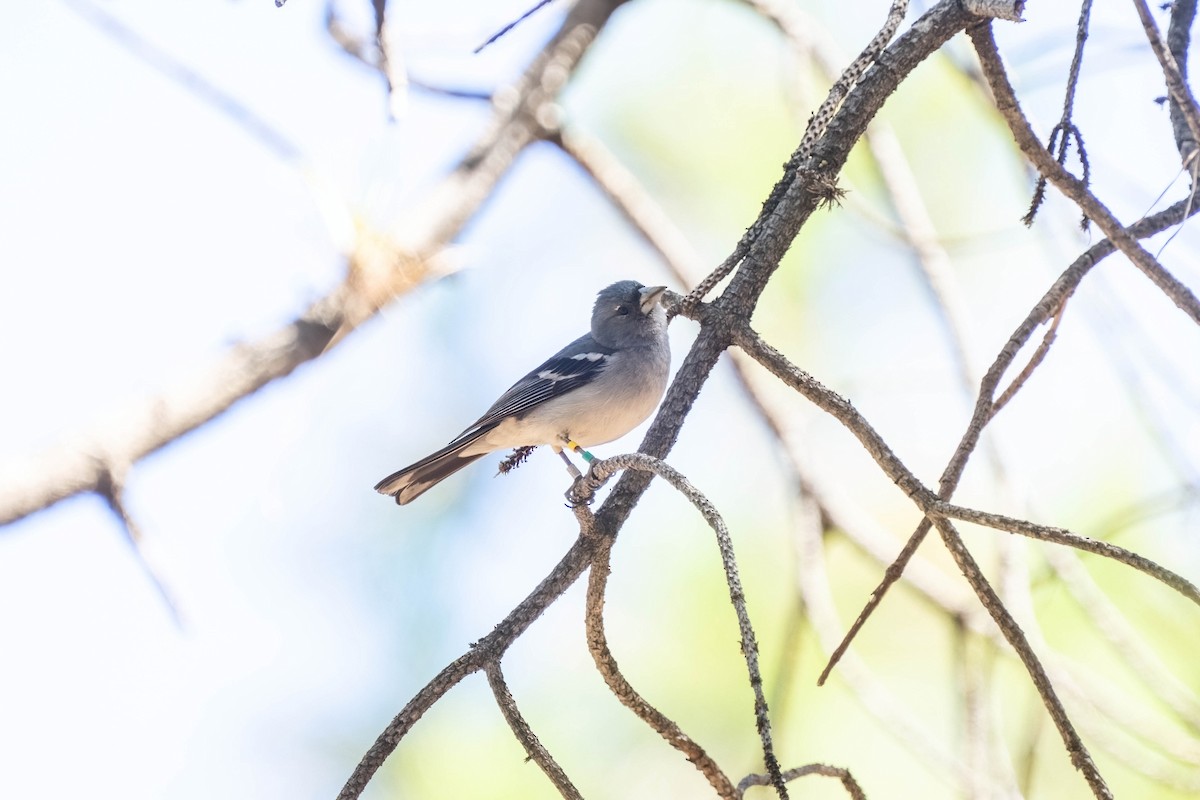 Gran-Canaria-Fink - ML642806775