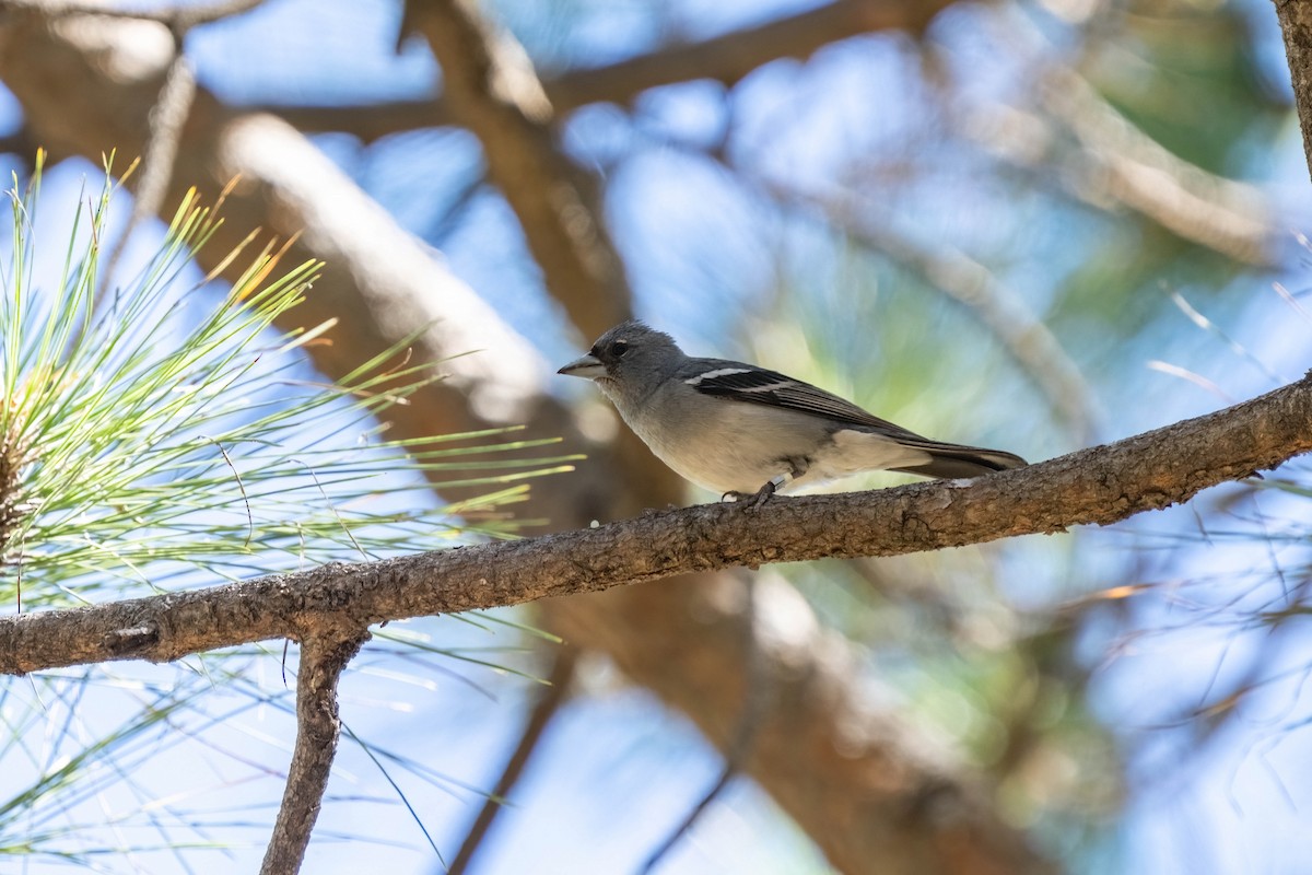Gran-Canaria-Fink - ML642806776