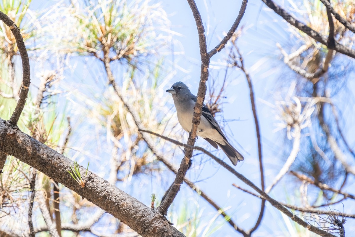 Gran-Canaria-Fink - ML642806779