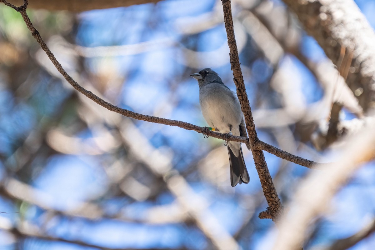 Gran-Canaria-Fink - ML642806780