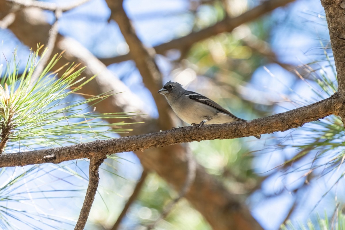 Gran-Canaria-Fink - ML642806781
