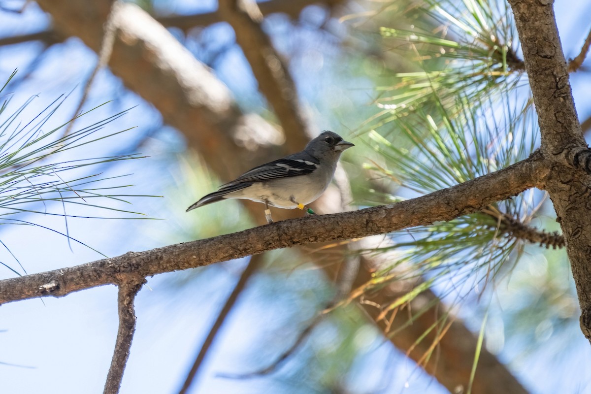 Gran-Canaria-Fink - ML642806784