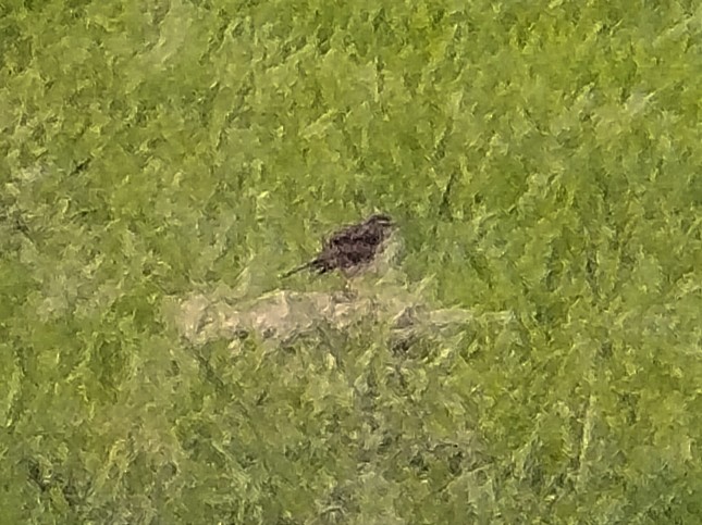 Paddyfield Pipit - ML642806790