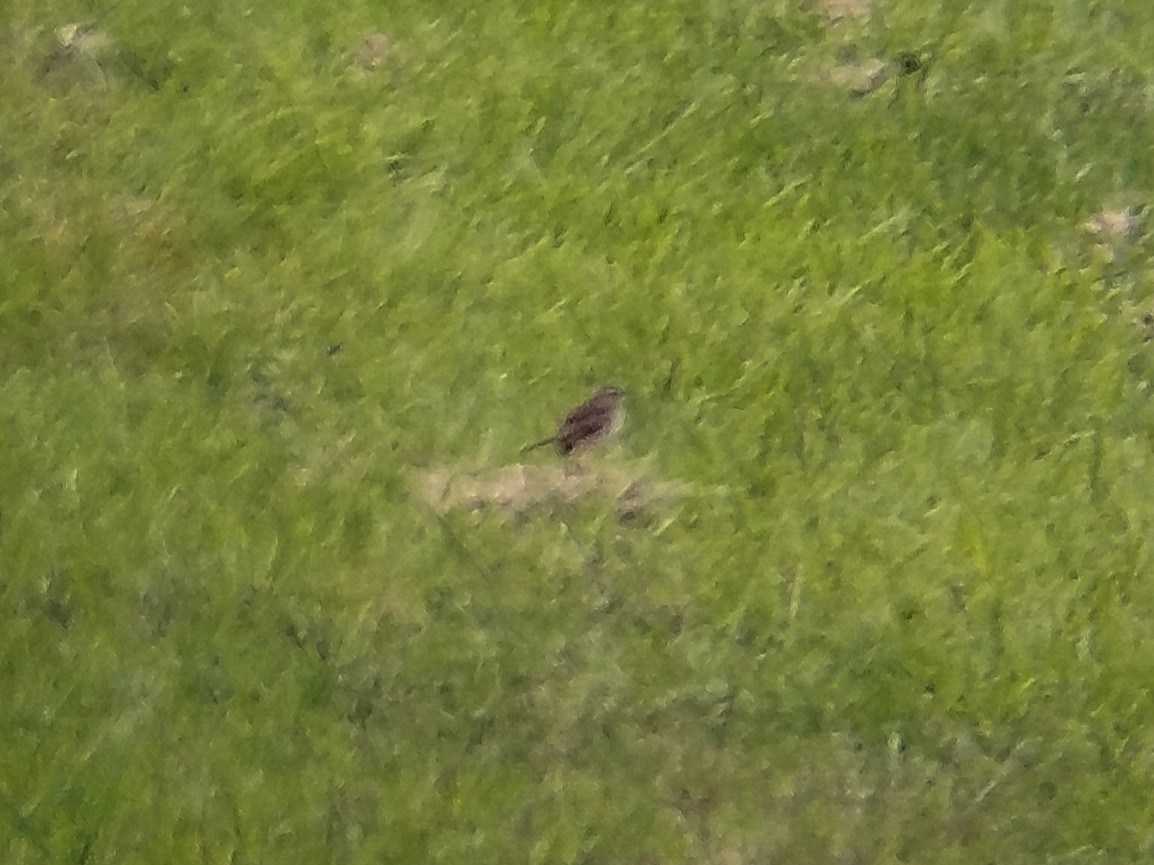 Paddyfield Pipit - ML642806791