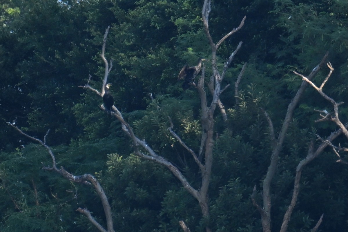 Great Cormorant (Eurasian) - ML642806793