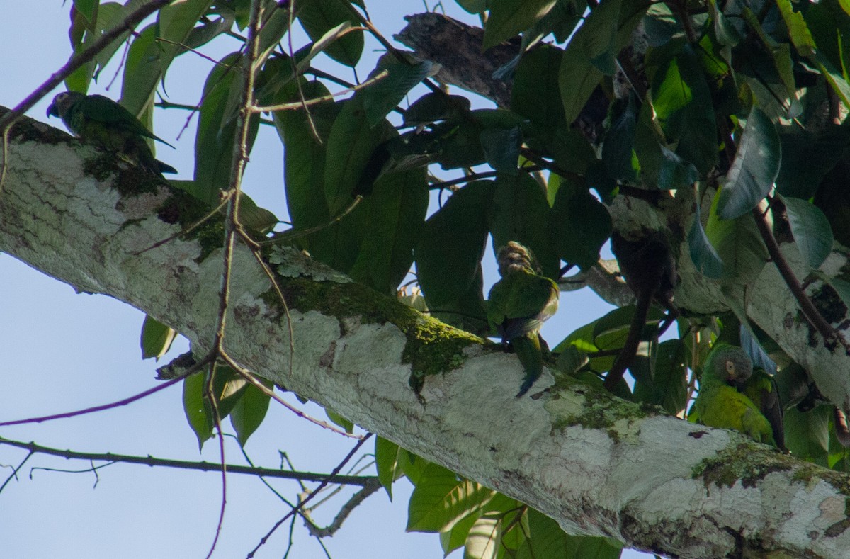 Dusky-headed Parakeet - ML642806795