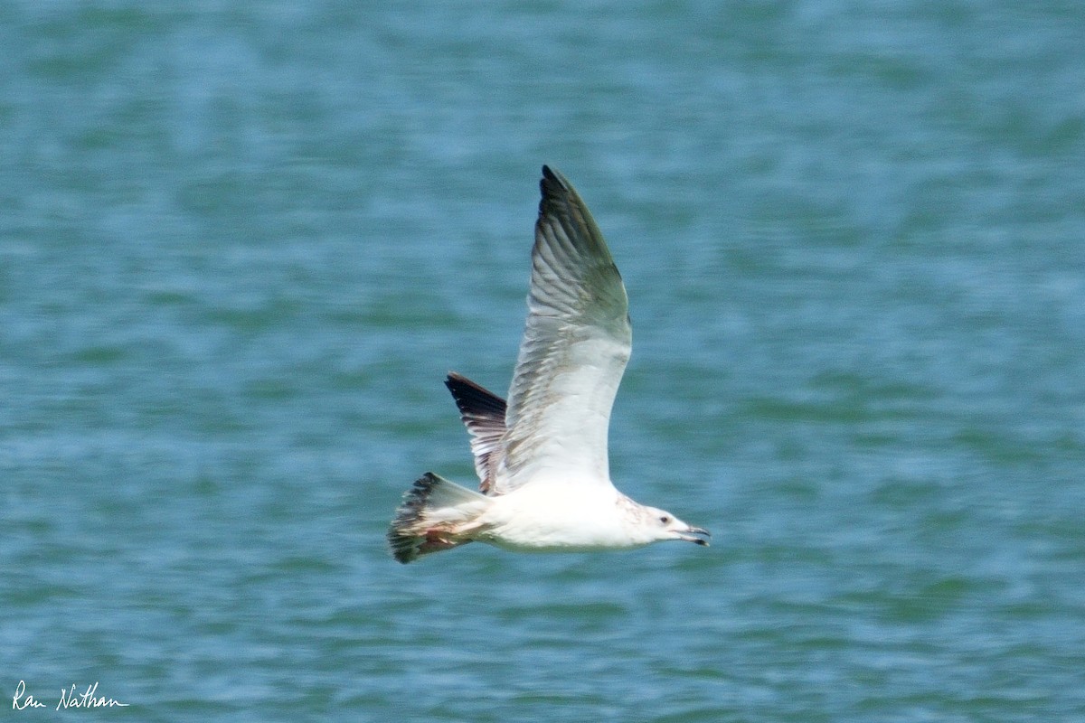 Caspian Gull - ML642806814
