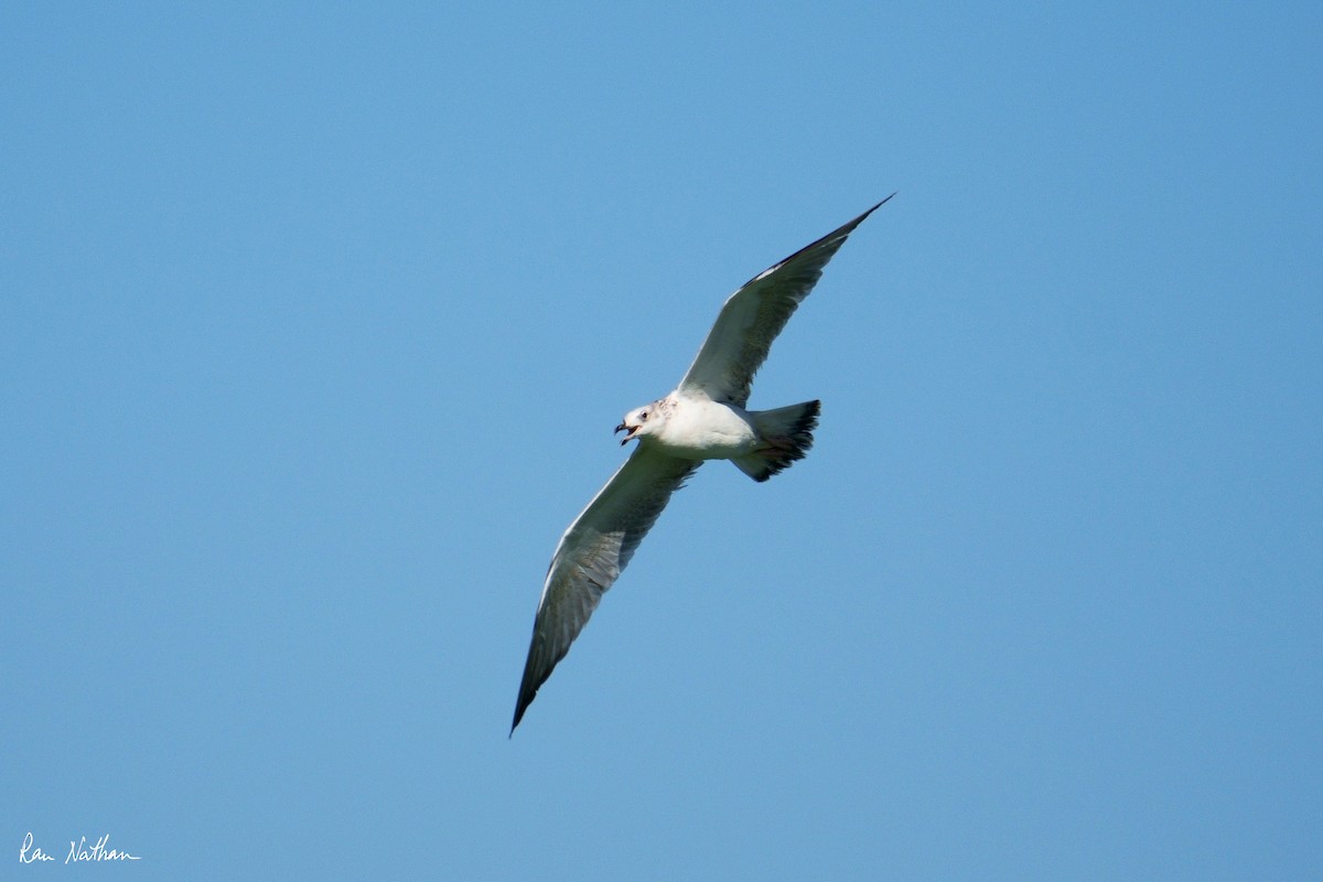 Caspian Gull - ML642806816