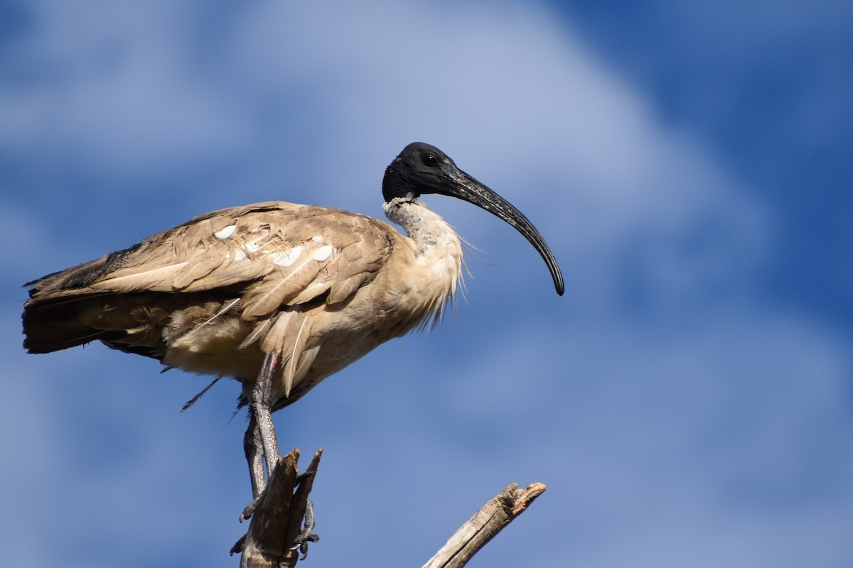 Australian Ibis - ML642806842