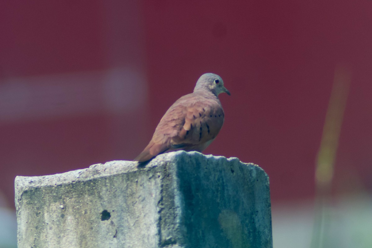 Ruddy Ground Dove - ML642806844