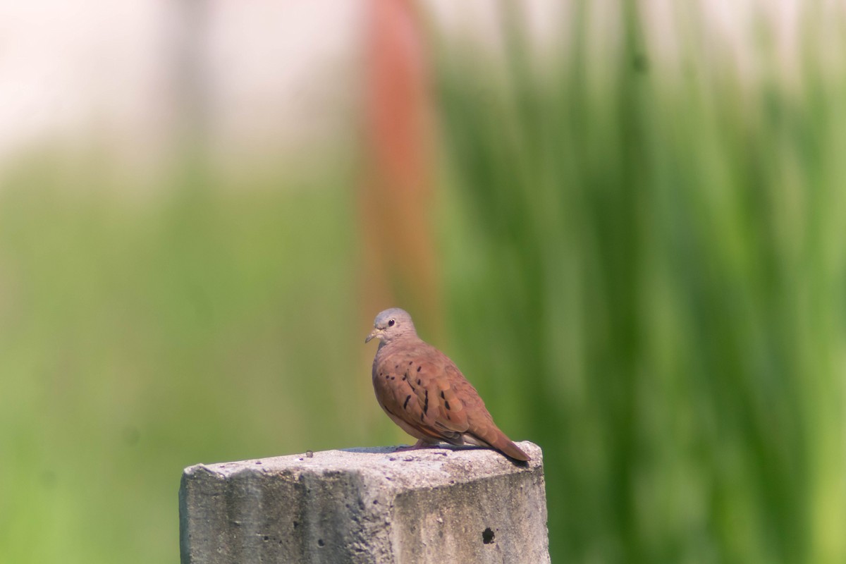 Ruddy Ground Dove - ML642806845
