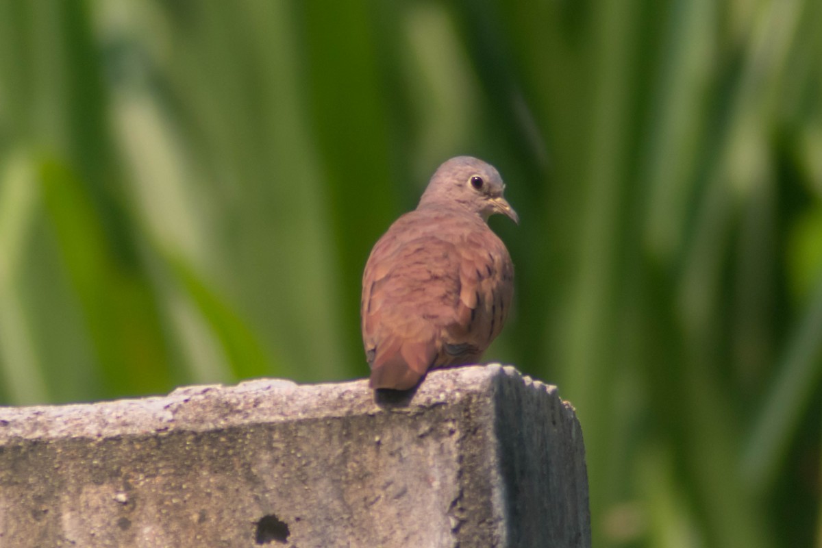 Ruddy Ground Dove - ML642806846