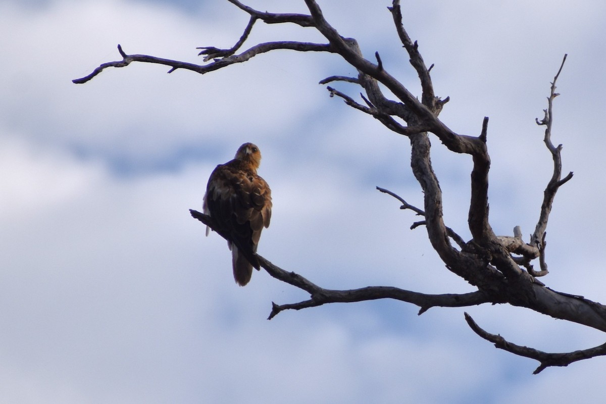 Whistling Kite - ML642806866