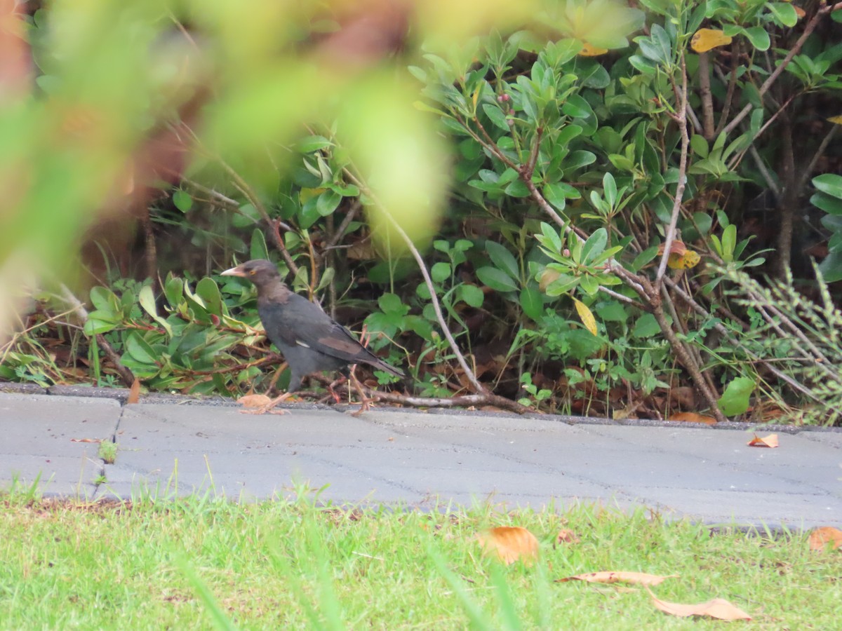 Crested Myna - ML642806872