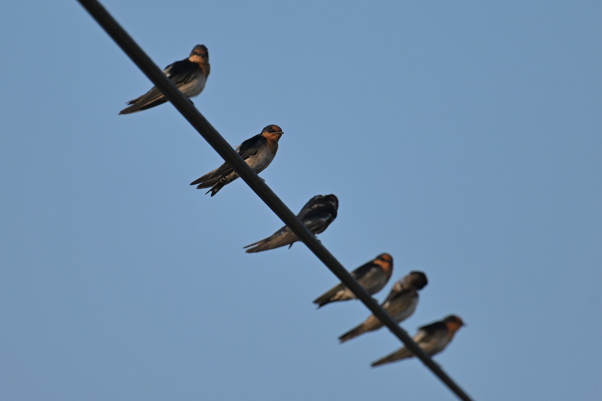 Pacific Swallow - ML642806873