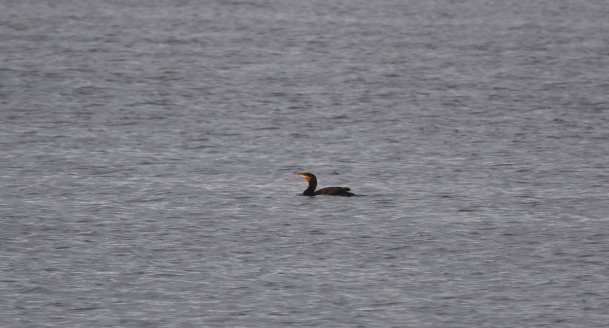 Great Cormorant - ML642806883