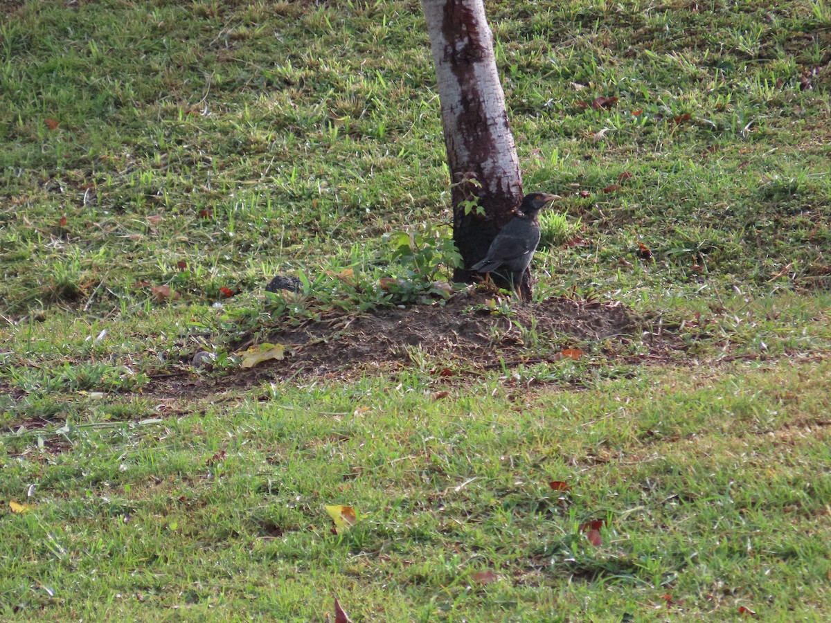 Crested Myna - ML642806888