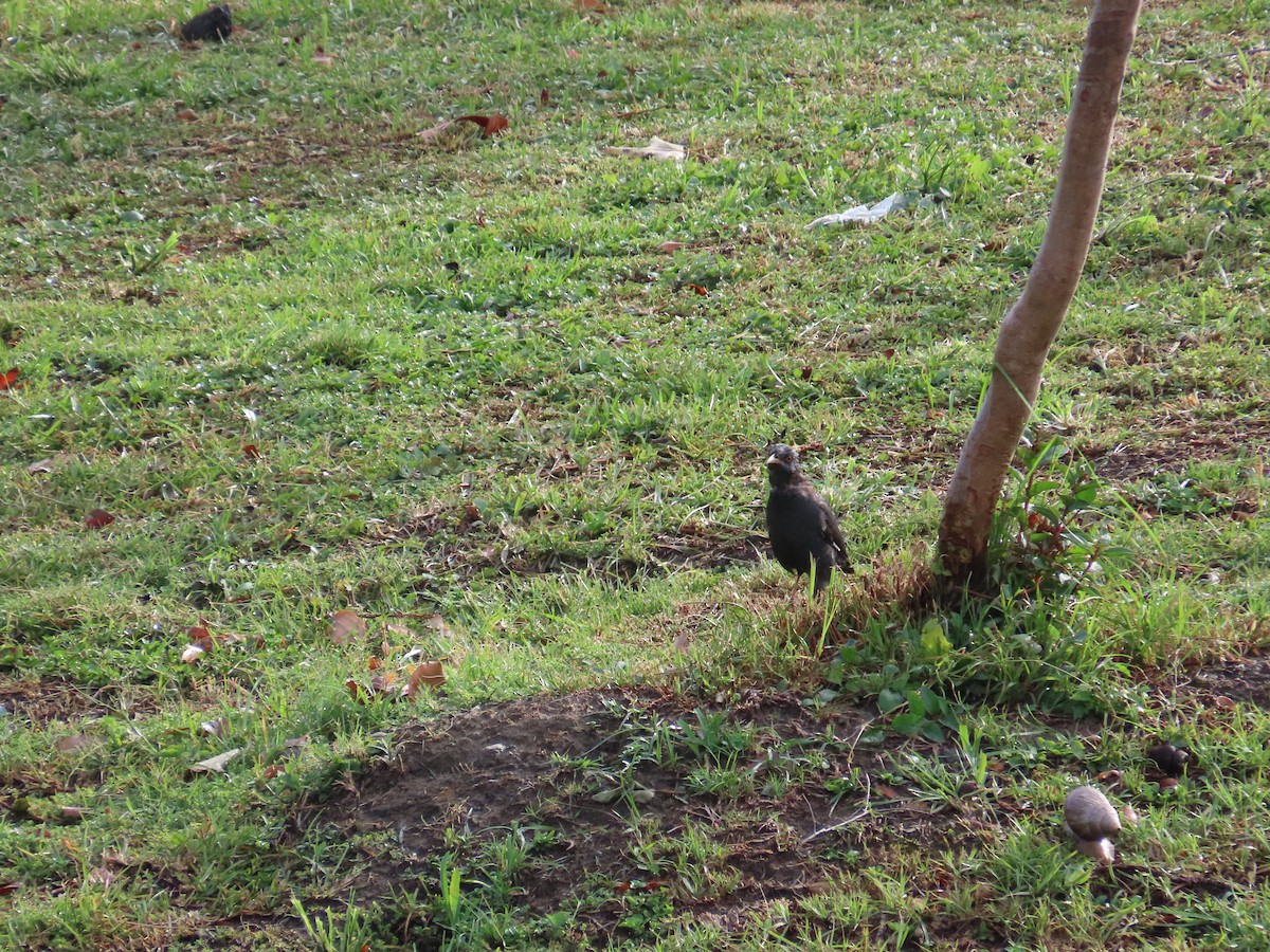 Crested Myna - ML642806889