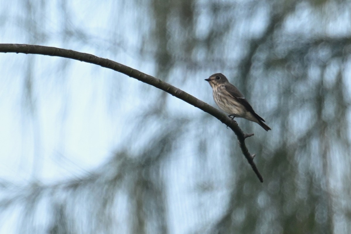 Gray-streaked Flycatcher - ML642806890