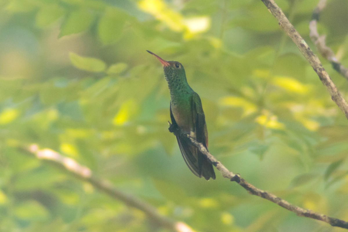Rufous-tailed Hummingbird - ML642806897