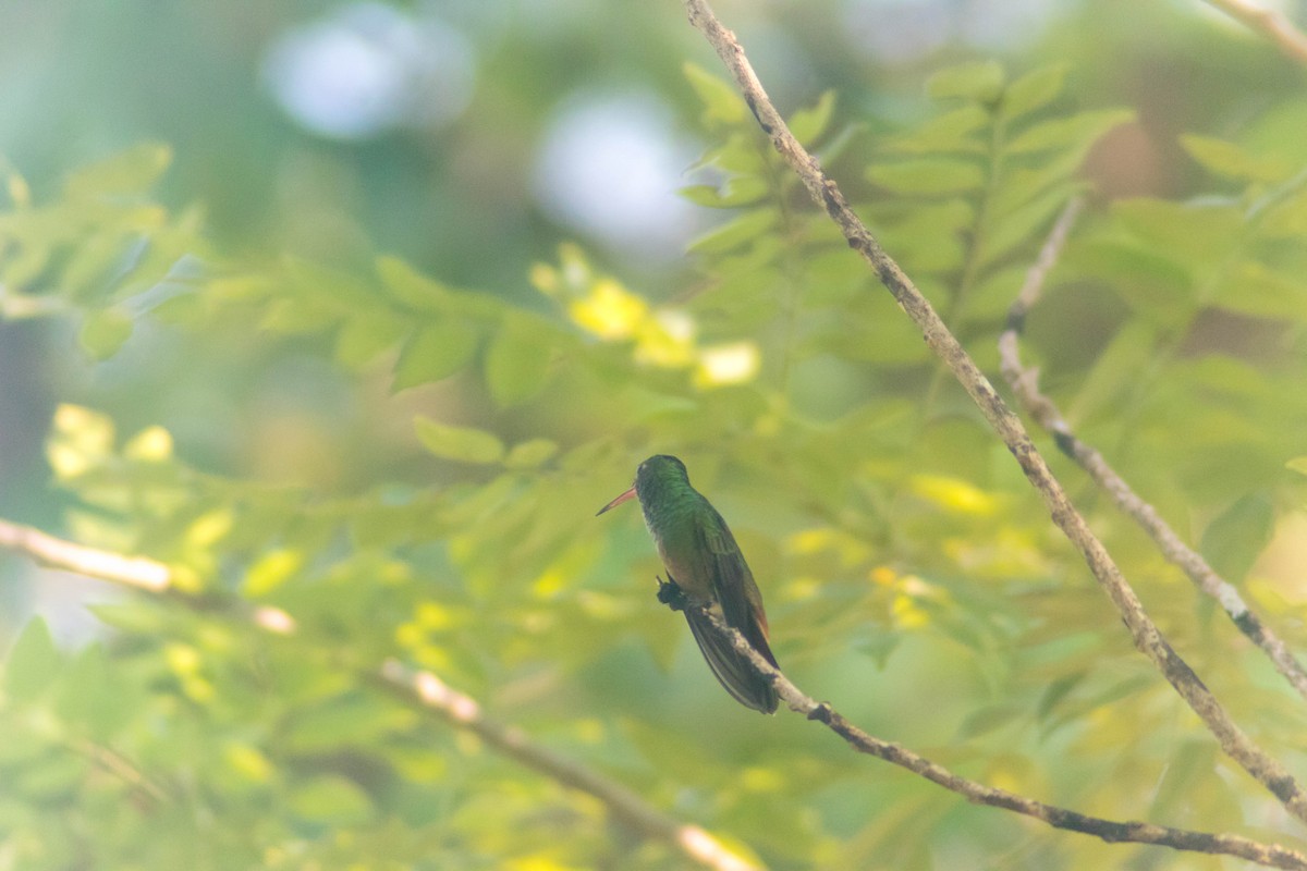 Rufous-tailed Hummingbird - ML642806898