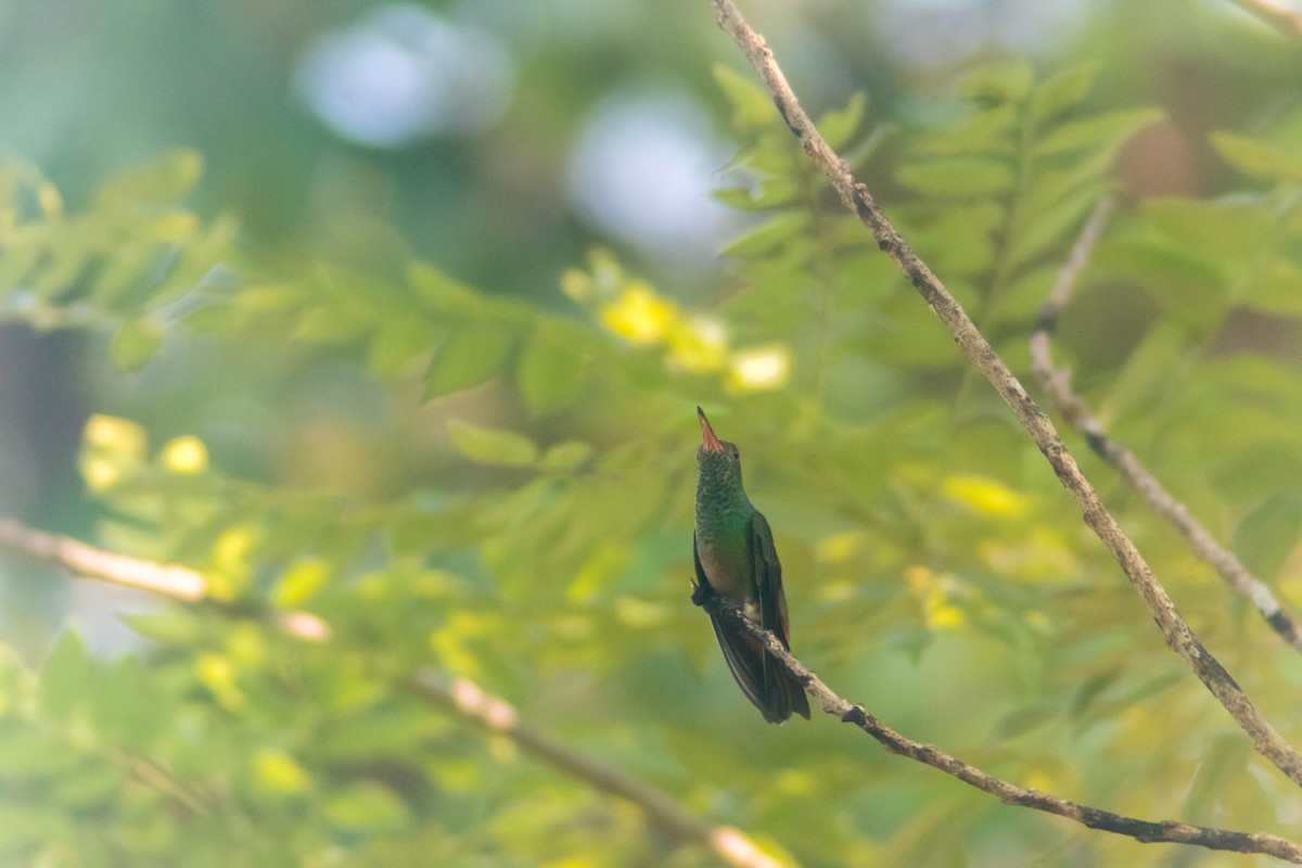 Rufous-tailed Hummingbird - ML642806899