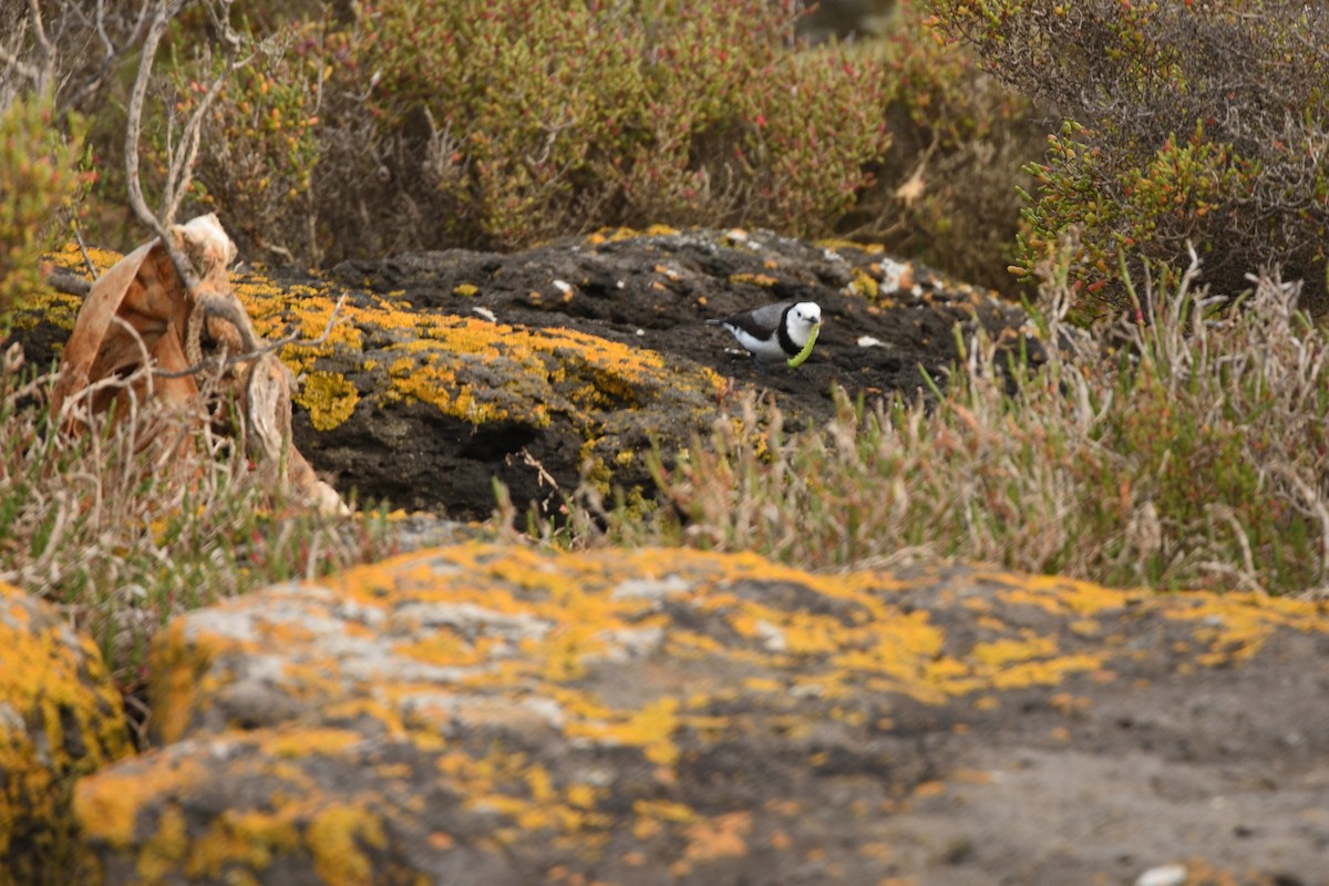 White-fronted Chat - ML642806912
