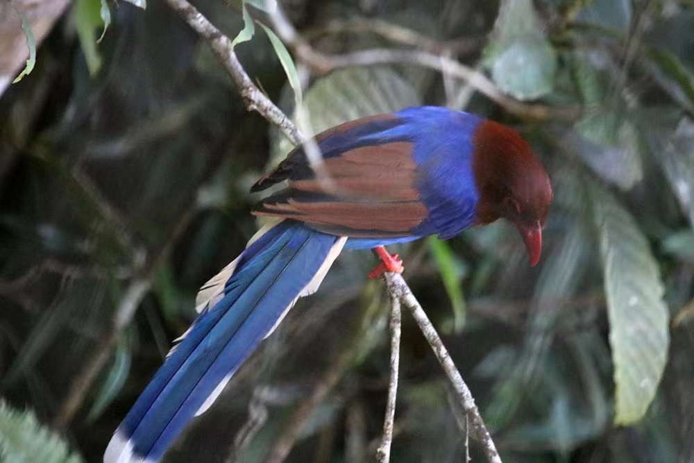 Sri Lanka Blue-Magpie - ML642806917