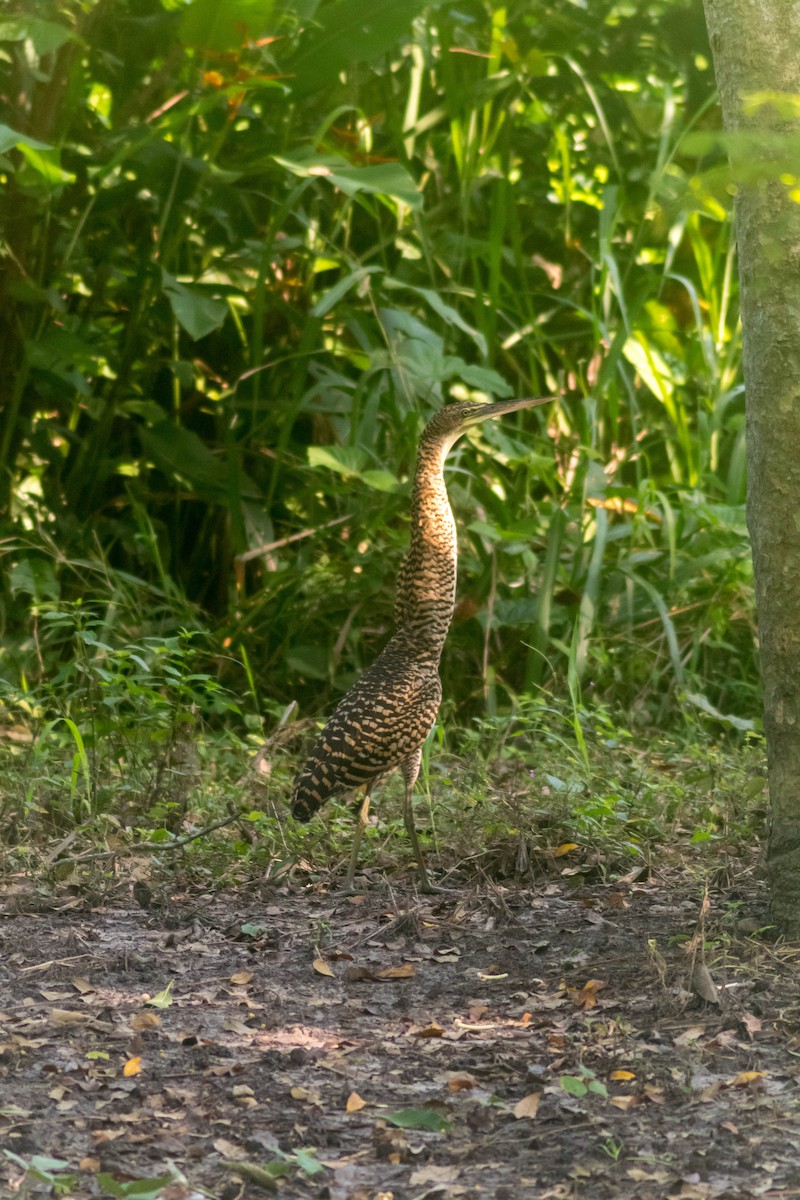 Bare-throated Tiger-Heron - ML642806918