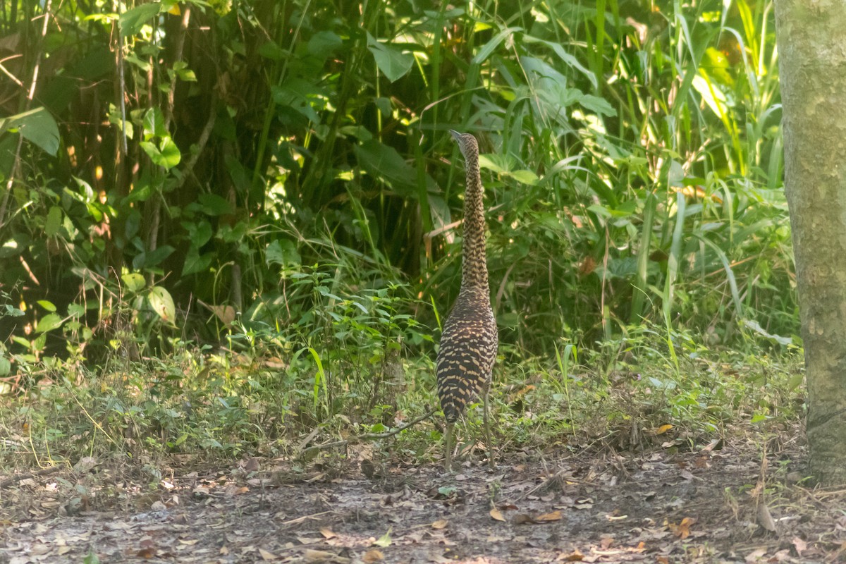 Bare-throated Tiger-Heron - ML642806919