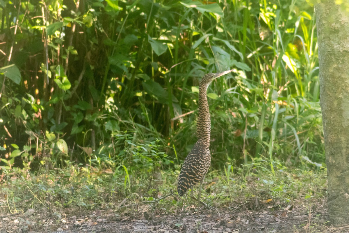 Bare-throated Tiger-Heron - ML642806920