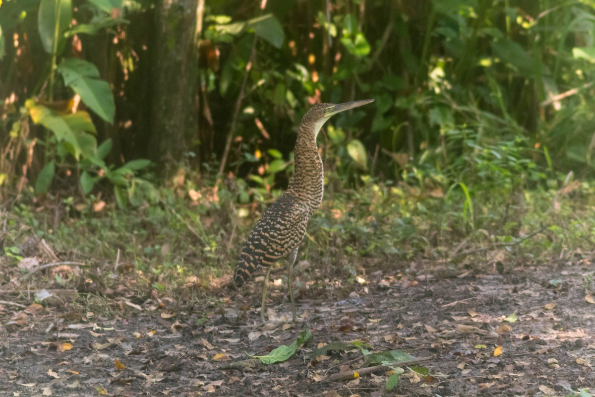 Bare-throated Tiger-Heron - ML642806921