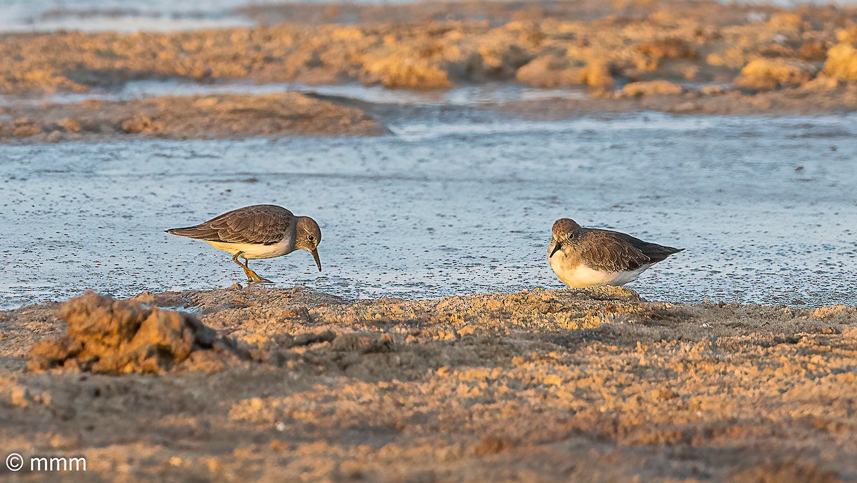 temmincksnipe - ML642806943