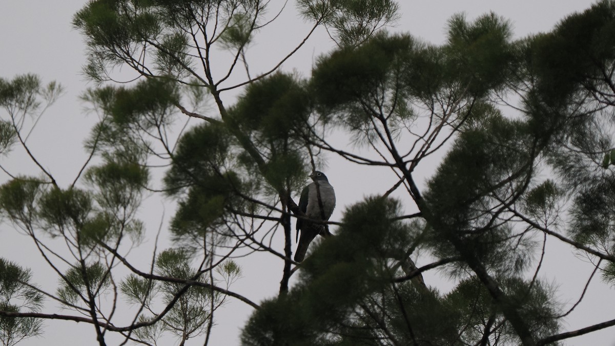 Spectacled Imperial-Pigeon - ML642806954