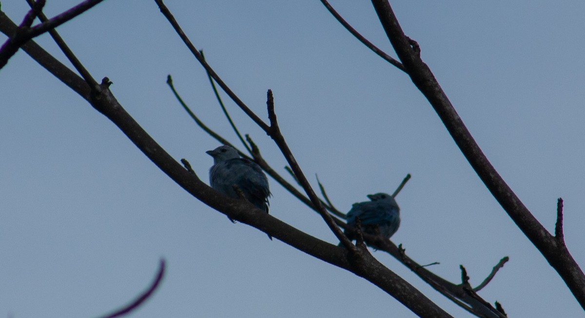 Blue-gray Tanager - ML642806955